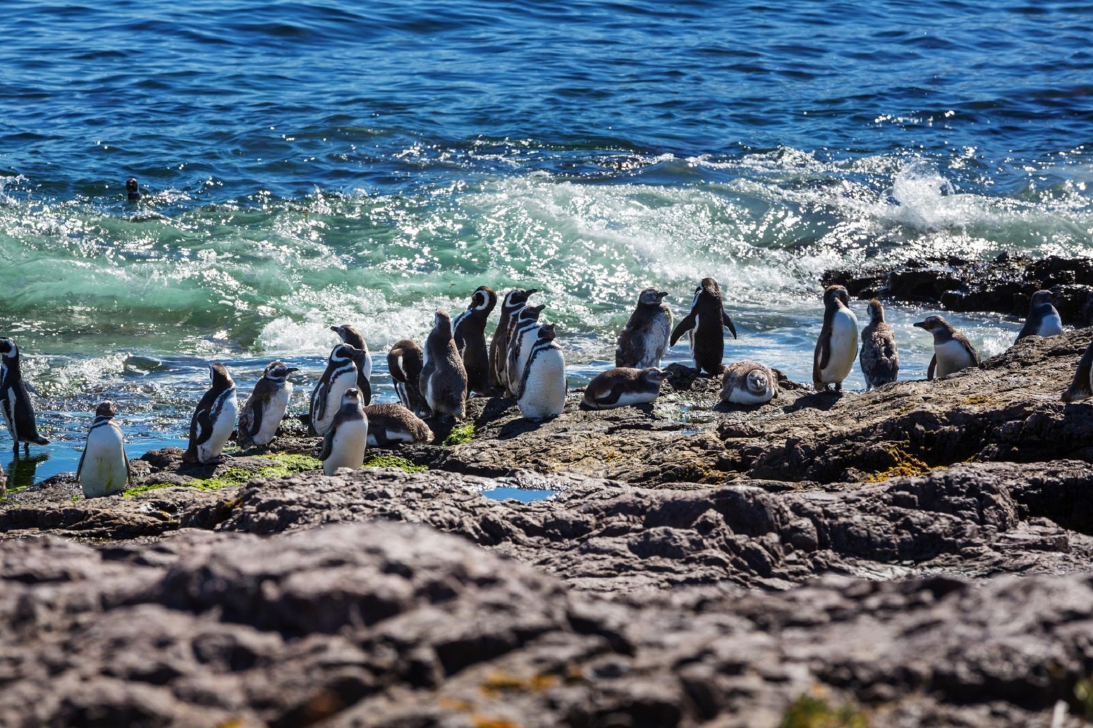 Pinguinos en Puerto Madryn